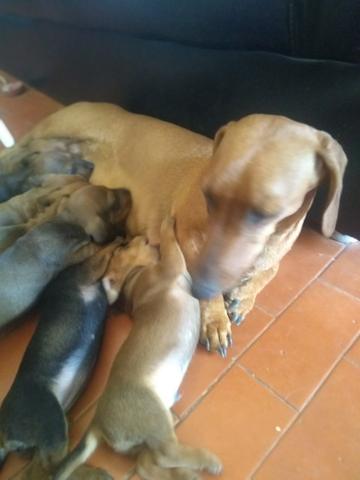 Salsichinhas,tekel,daschund - Foto 4