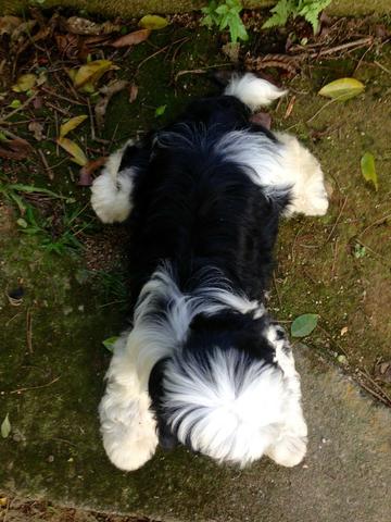 Shih Tzu - Foto 4