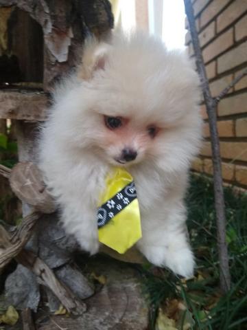 Lulu anão (Spitz alemão) - Foto 5