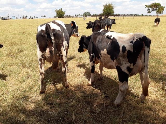 Vacas girolanda (Plano de venda) - Foto 6