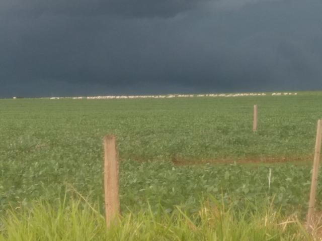 Alugo Fazenda p Arrendamento no Ms 1000 há - Foto 4