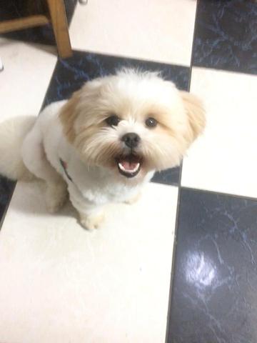 Vende-se Lhasa Apso