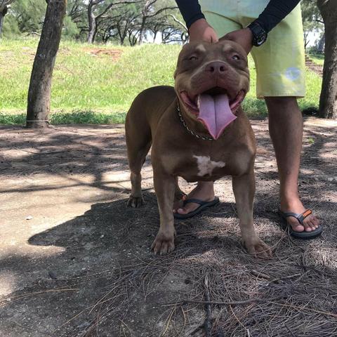 Filhotes de Pitbull - Foto 4