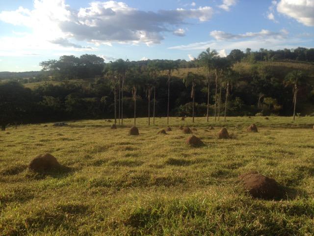 Fazenda caruru Valor R$ 1,400,000 - Foto 10