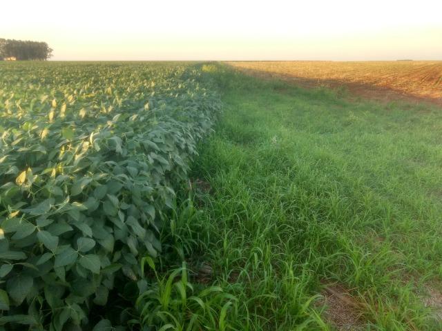 Alugo Fazenda p Arrendamento no Ms 1000 há - Foto 15