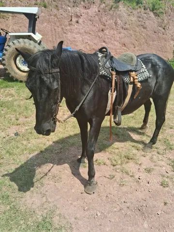 Égua frente aberta, mansa - Cavalos e acessórios - Pachecos, Palhoça  1252773521