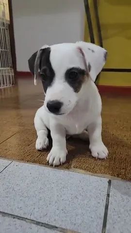 Filhote Jack Russell Terrier 