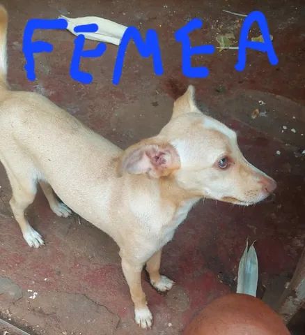 doação de cachorros urgente, já estão ficando adultos, não tenho como cuidar - Foto 6