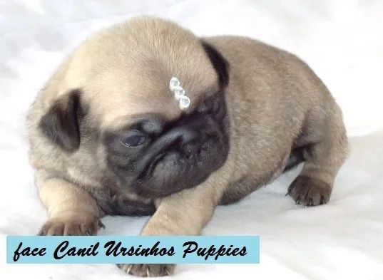 pug lindos bebes disponivel a reserva #canilursinhospuppies !