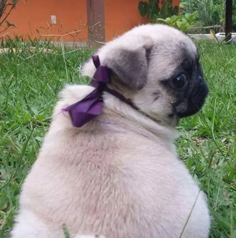 OpoRtuNiDaDe Pug em 12x