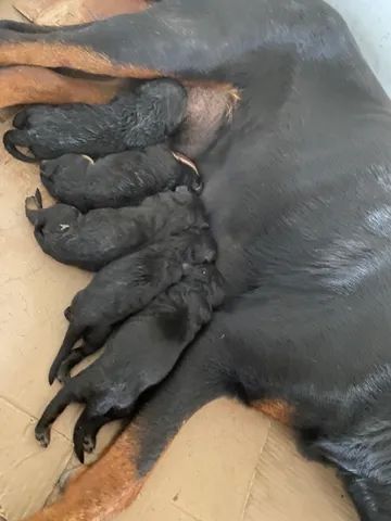 Filhotes disponíveis de Rottweiler  - Foto 2