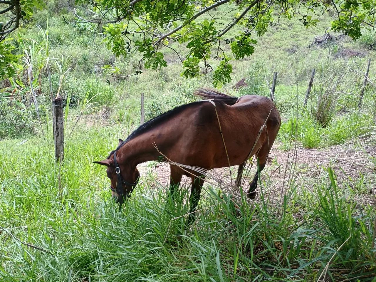 Cavalo Mangalarga Marchador - Foto 2
