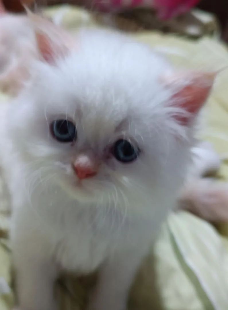 Persa branco