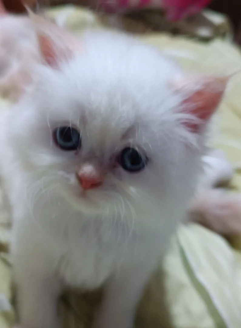 Persa branco