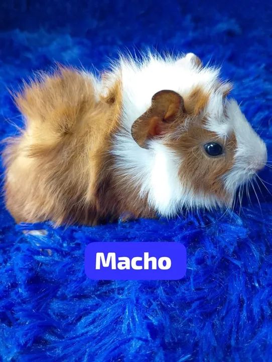 Porquinho da índia abssinio 50$ - Foto 6