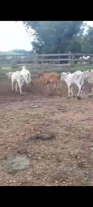 12 bezerros  - Foto 4