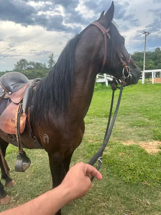 Cavalo MM registrado 