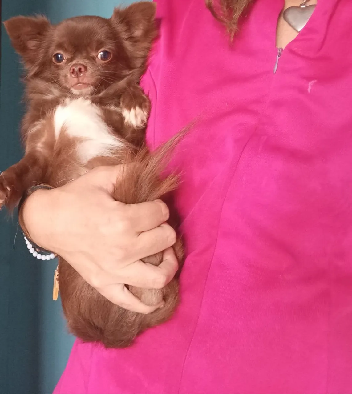 Chihuahua Pelo Longo Macho Pequeno Com 1 Ano Da Cor Rara Chocolate com Pedigree CBKC