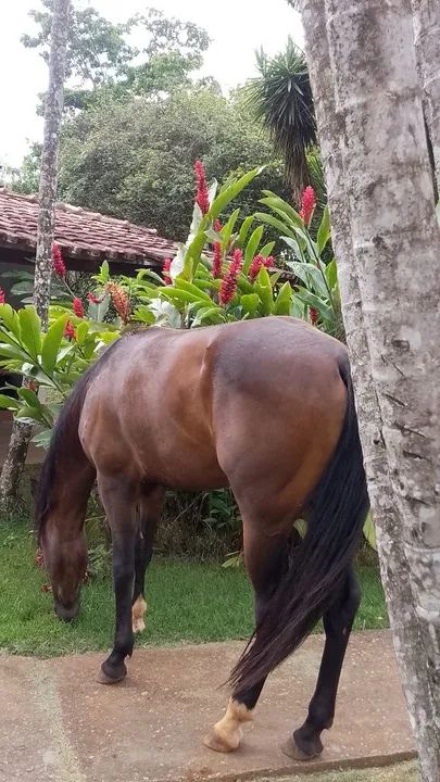 Potranco  Mangalarga com QM - Foto 3