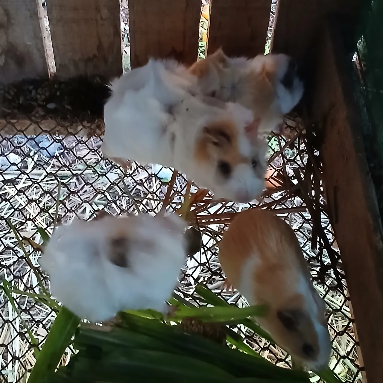 Lindos Filhotes de Porquinho da Índia