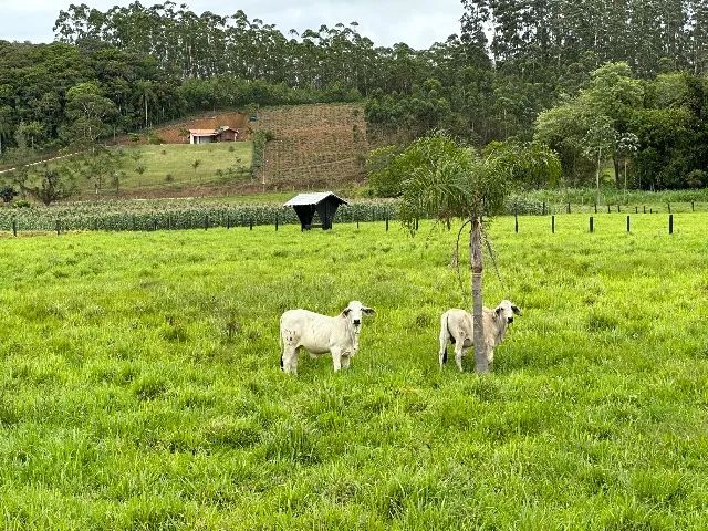 Touros e terneiros da raça Bhramam  - Foto 5