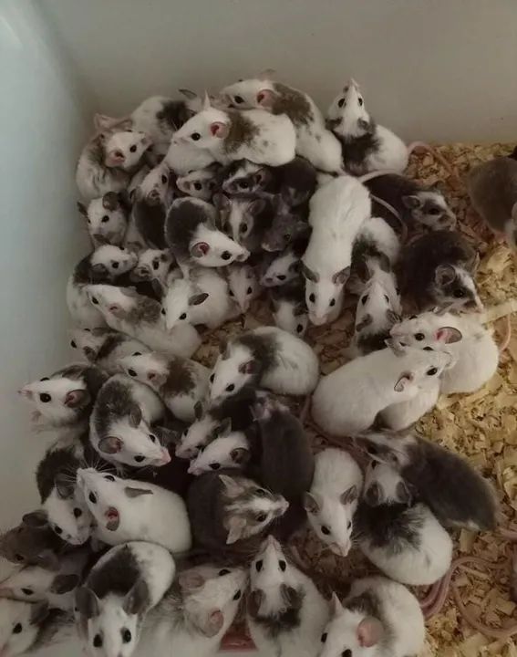 CAMUNDONGO, TOPOLINO, NEONATO, TOPODONGO<br>RATO NOVINHO - Foto 4