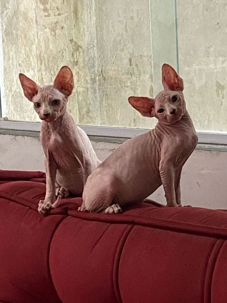 Gatinho Sphynx , para os amantes de gatos  - Foto 2