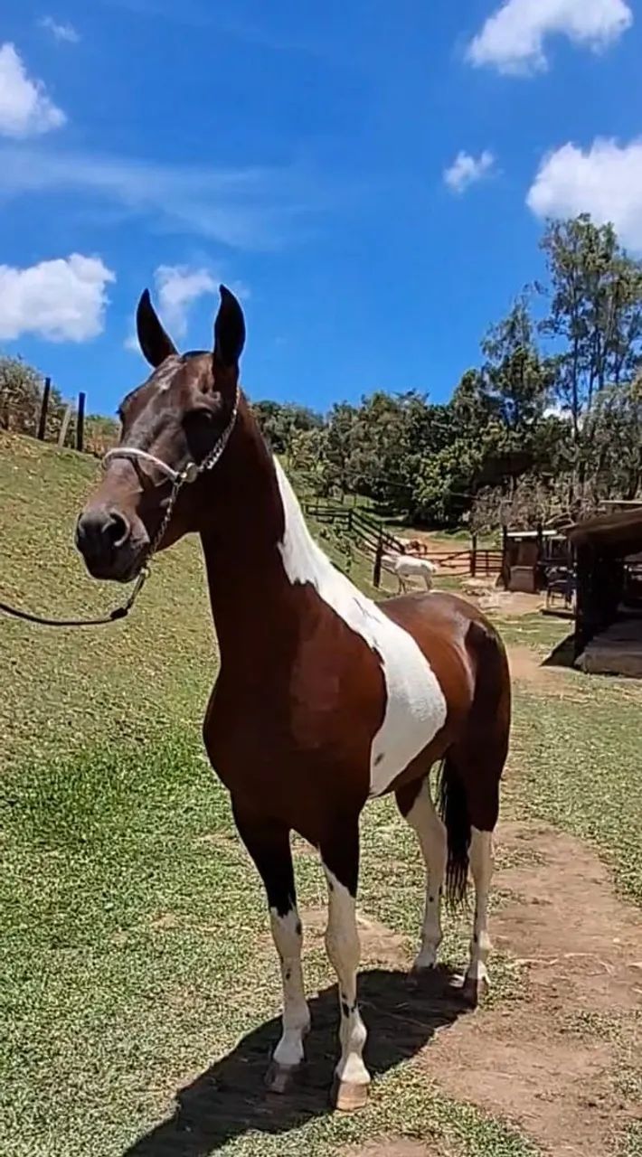 GARANHÃO LUXO (registrado) barato no pix - Foto 4