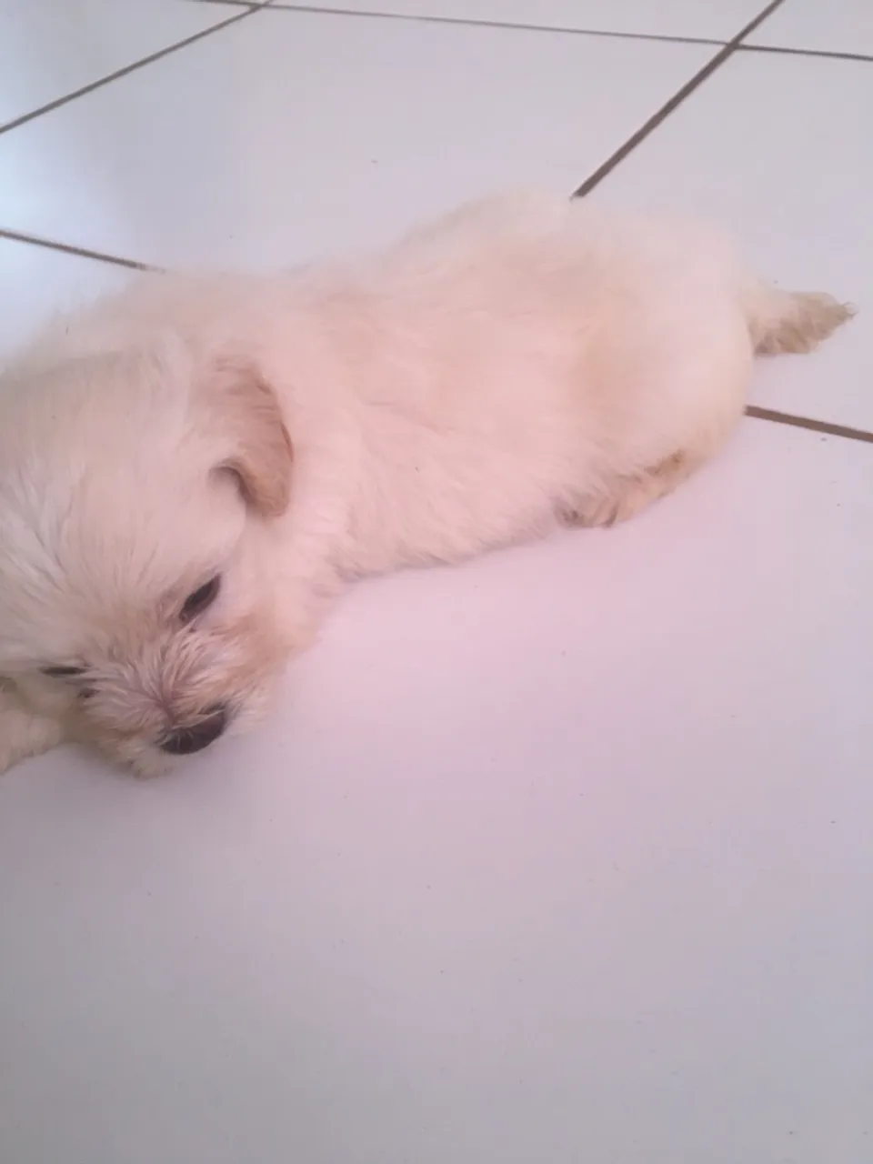 Filhote de cachorro fofo para venda