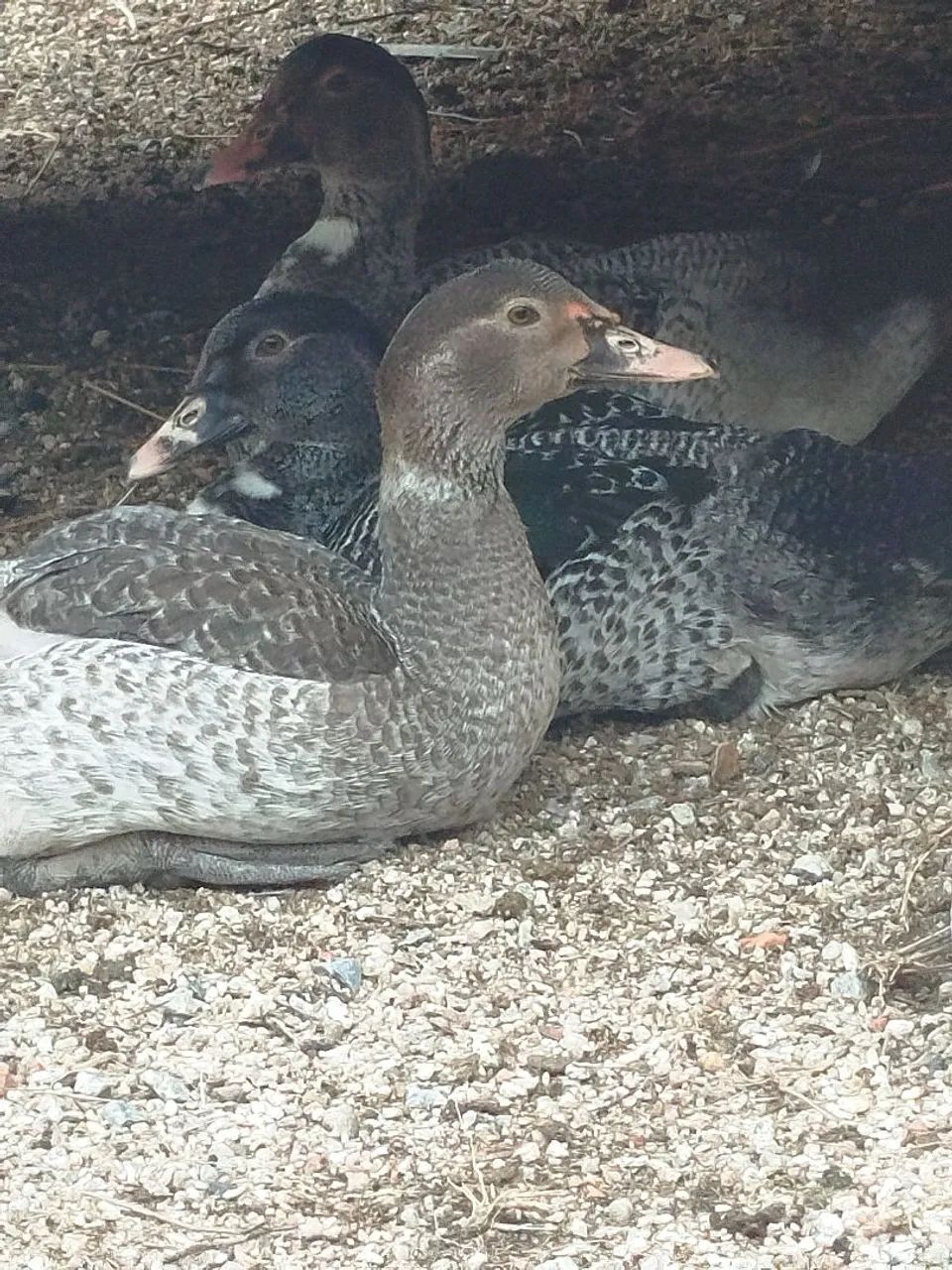 Patos machos novos 