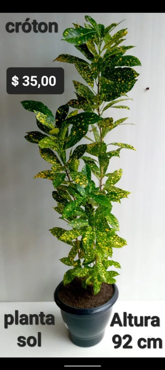 Planta Cróton, rafhia, árvore da felicidade, espada e palmeira