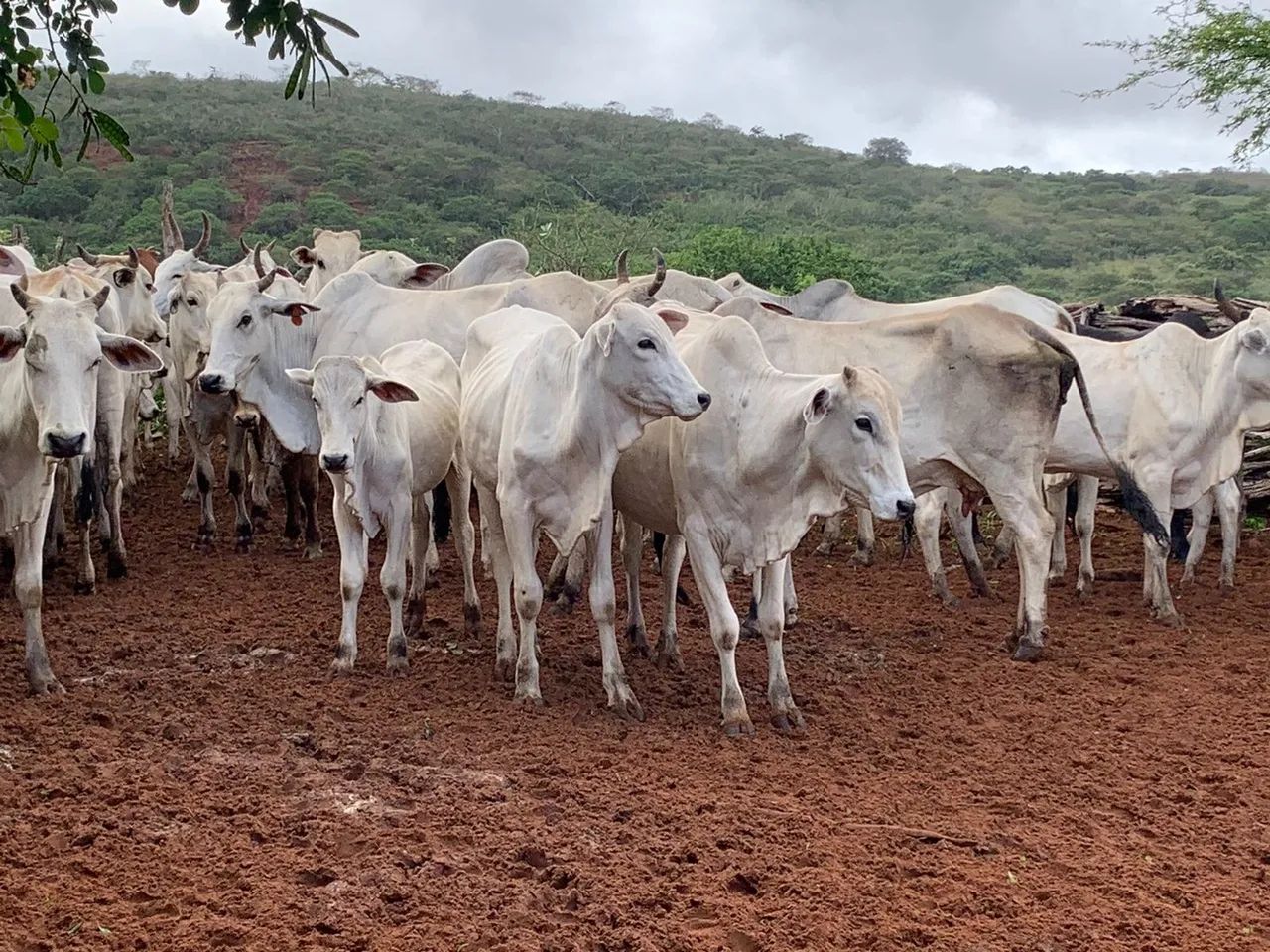 Vende-se gado Nelore  - Foto 2