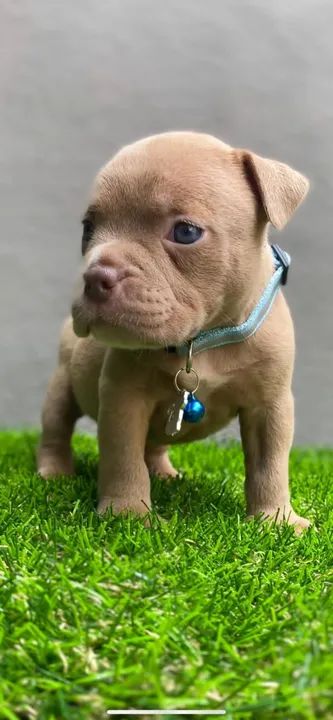 Carinho, diversão e muito amor !!  Seu American Bully te espera !!