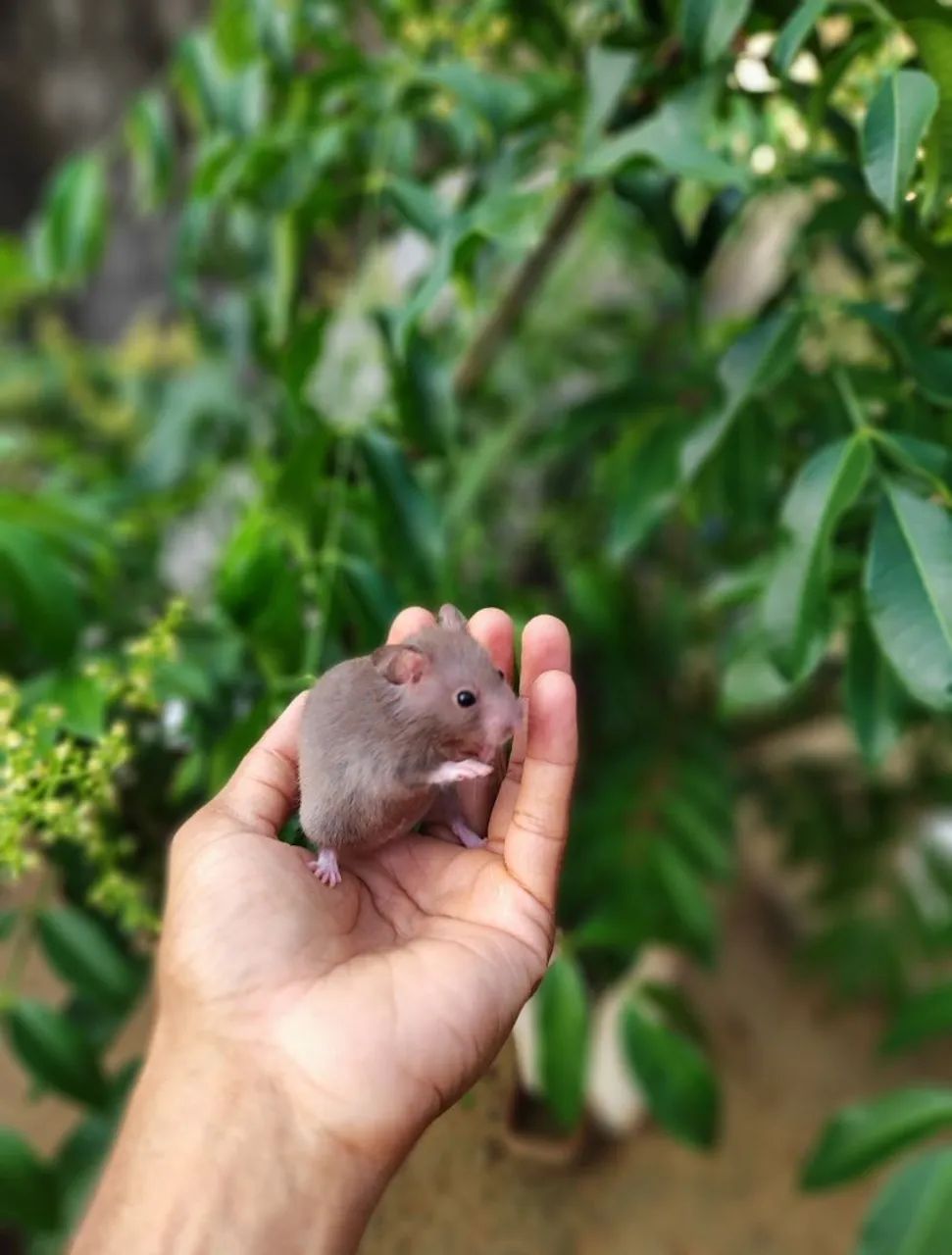Porquinho da Índia-hamster e coelho - Foto 4