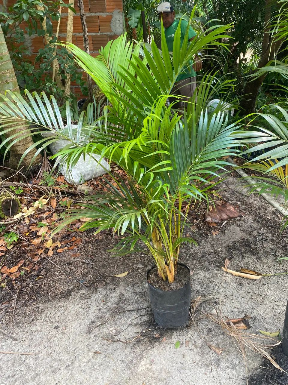 Palmeira bambu - Foto 3