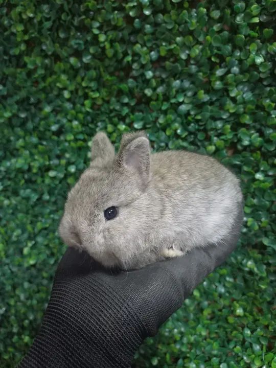 Coelho mini netherland 