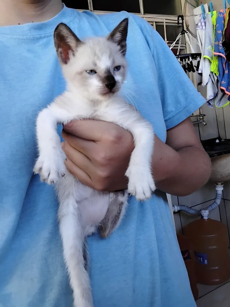 Estou doando esses gatinhos são muito carinhoso e apegados, estou ensinando ele a andar de
