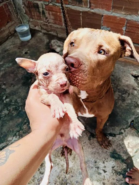 Filhotes de Pitbull  - Foto 5
