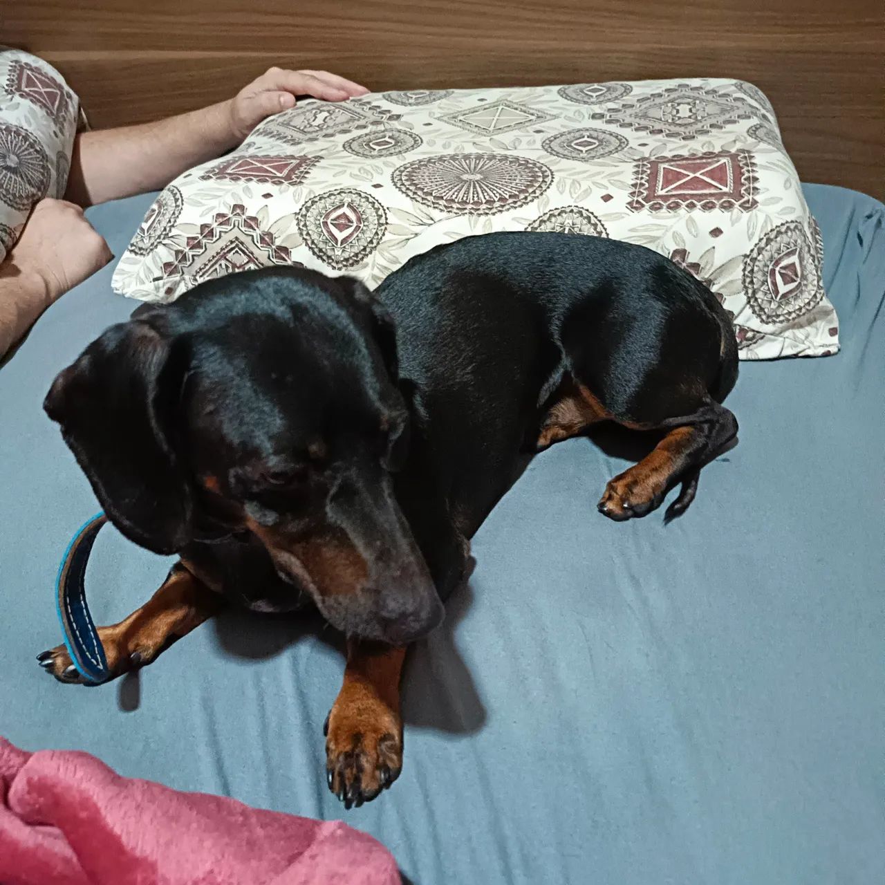 Vendo macho de Basset dachshund mini ÓTIMO PADREADOR