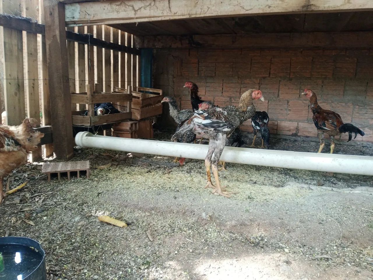 Frango caipira  - Foto 5