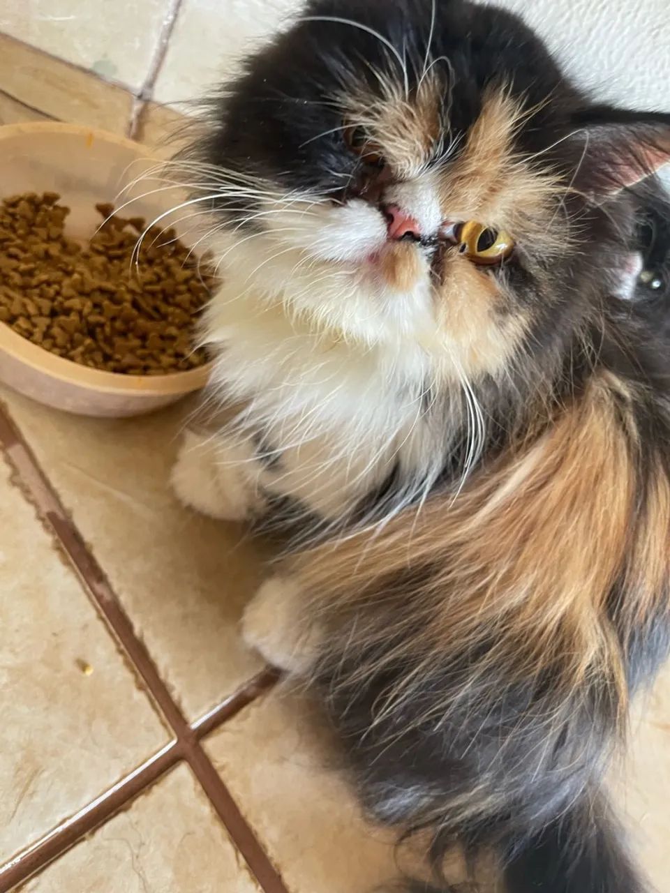 Gatos persa várias cores - Foto 6