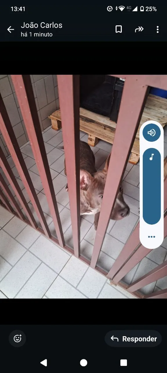 Doação de cachorro Pitbull 