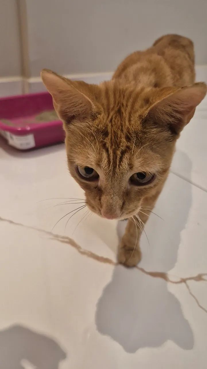 Gato para adoção  - Foto 4