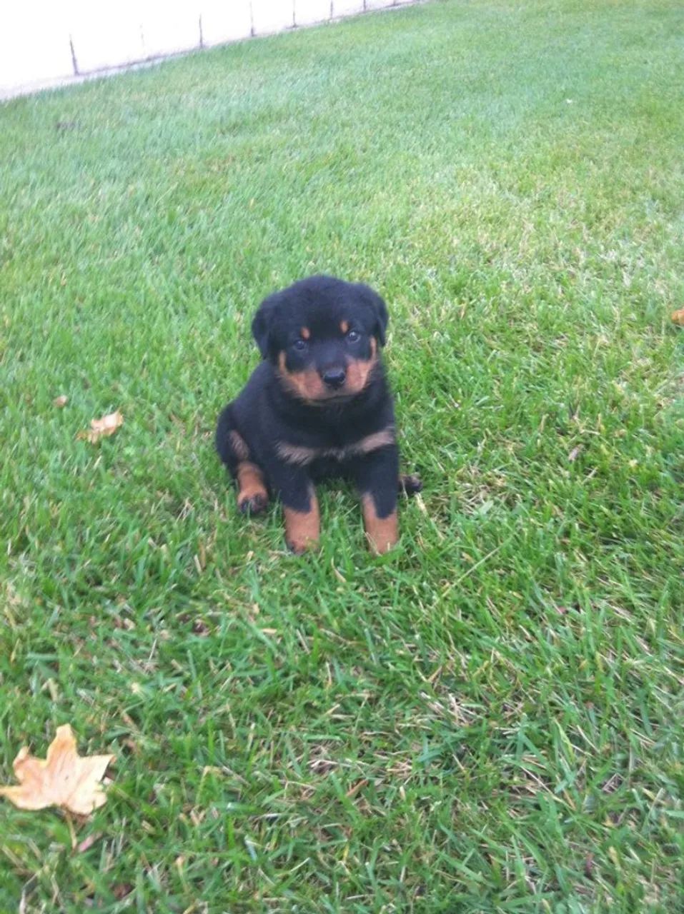 Rottweiler para cuidar da casa