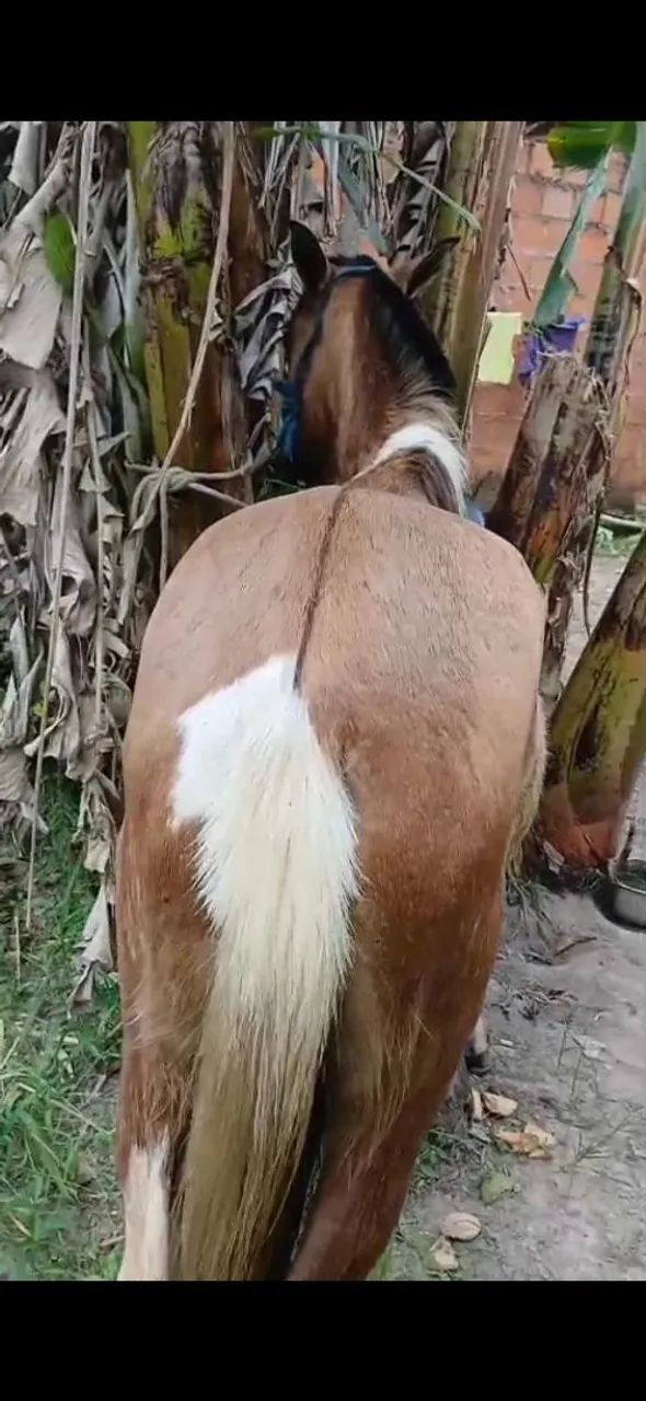 Cavalo Pampo  - Foto 2