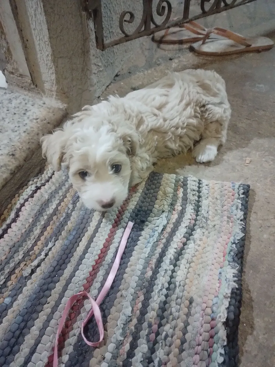 Filhote de cachorro fofo para venda