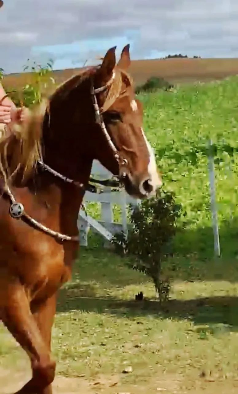 Marchador Mangalarga/Campeiro 