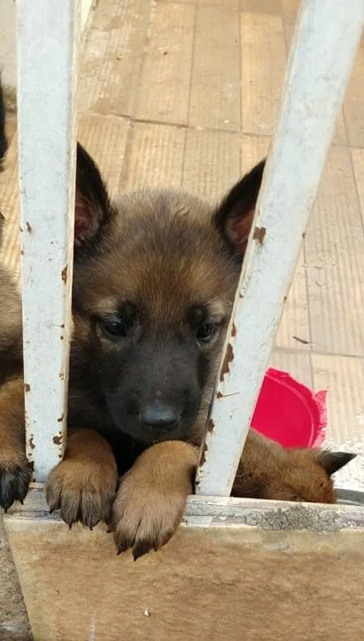 Filhote de Pastor Belga Malinois
