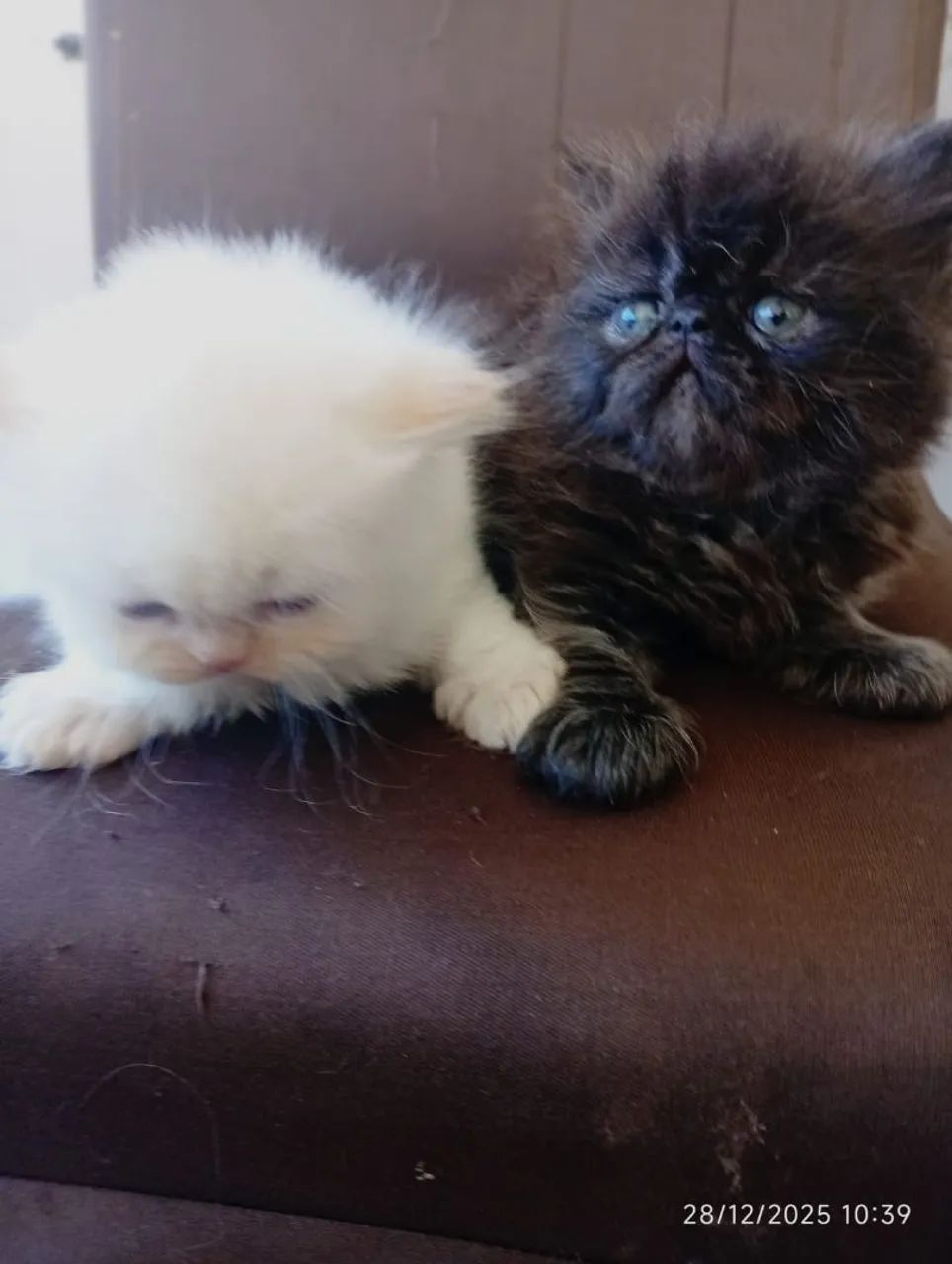 Filhotes de persa padrão show  - Foto 6