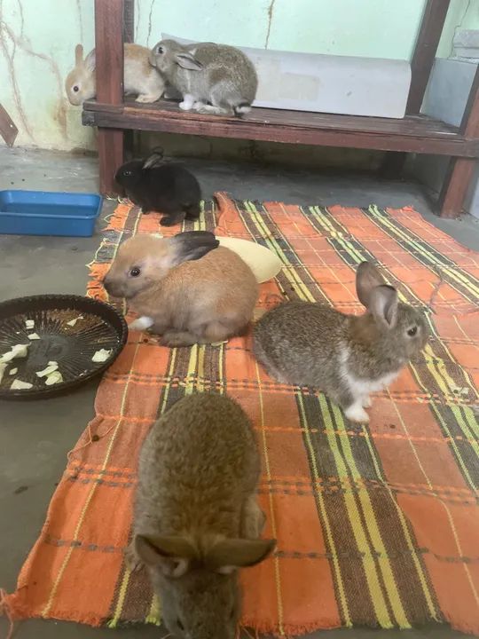 Filhotes de coelhos a venda , com dois meses de vida - Foto 4